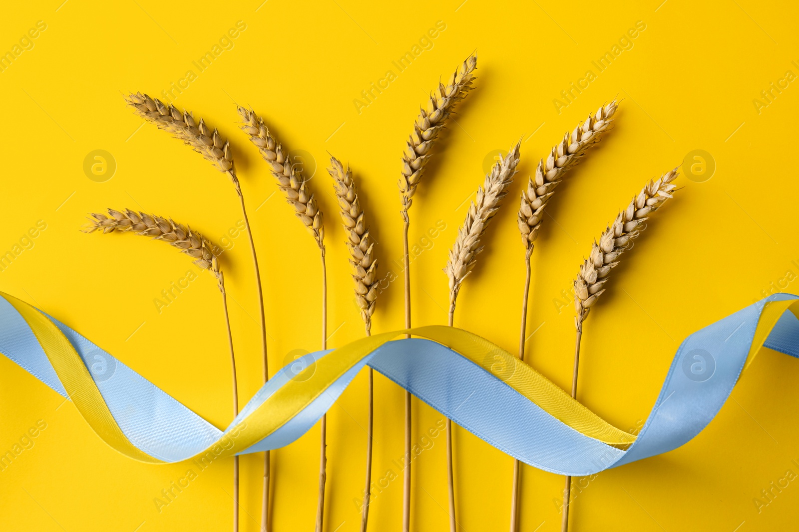 Photo of Ears of wheat and colorful ribbons on yellow background, flat lay