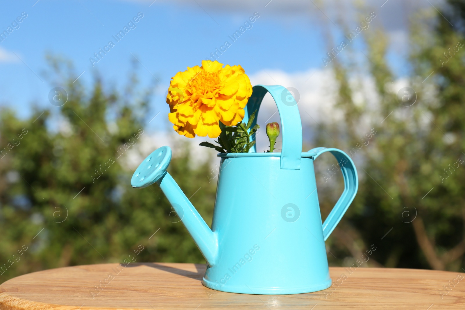 Photo of Beautiful marigold in watering can on wooden table outdoors