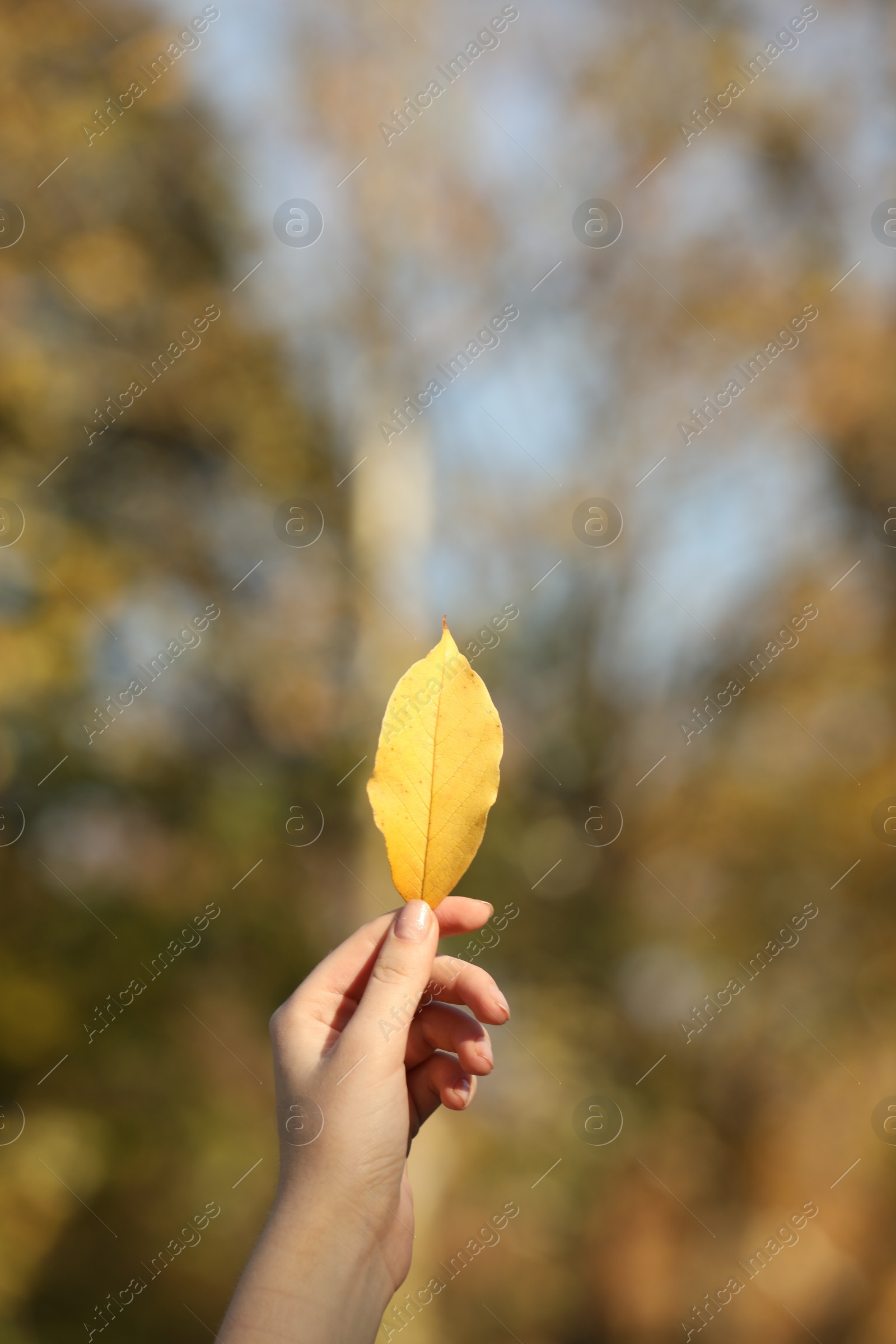 Photo of Woman holding beautiful autumn leaf outdoors on sunny day, closeup. Space for text