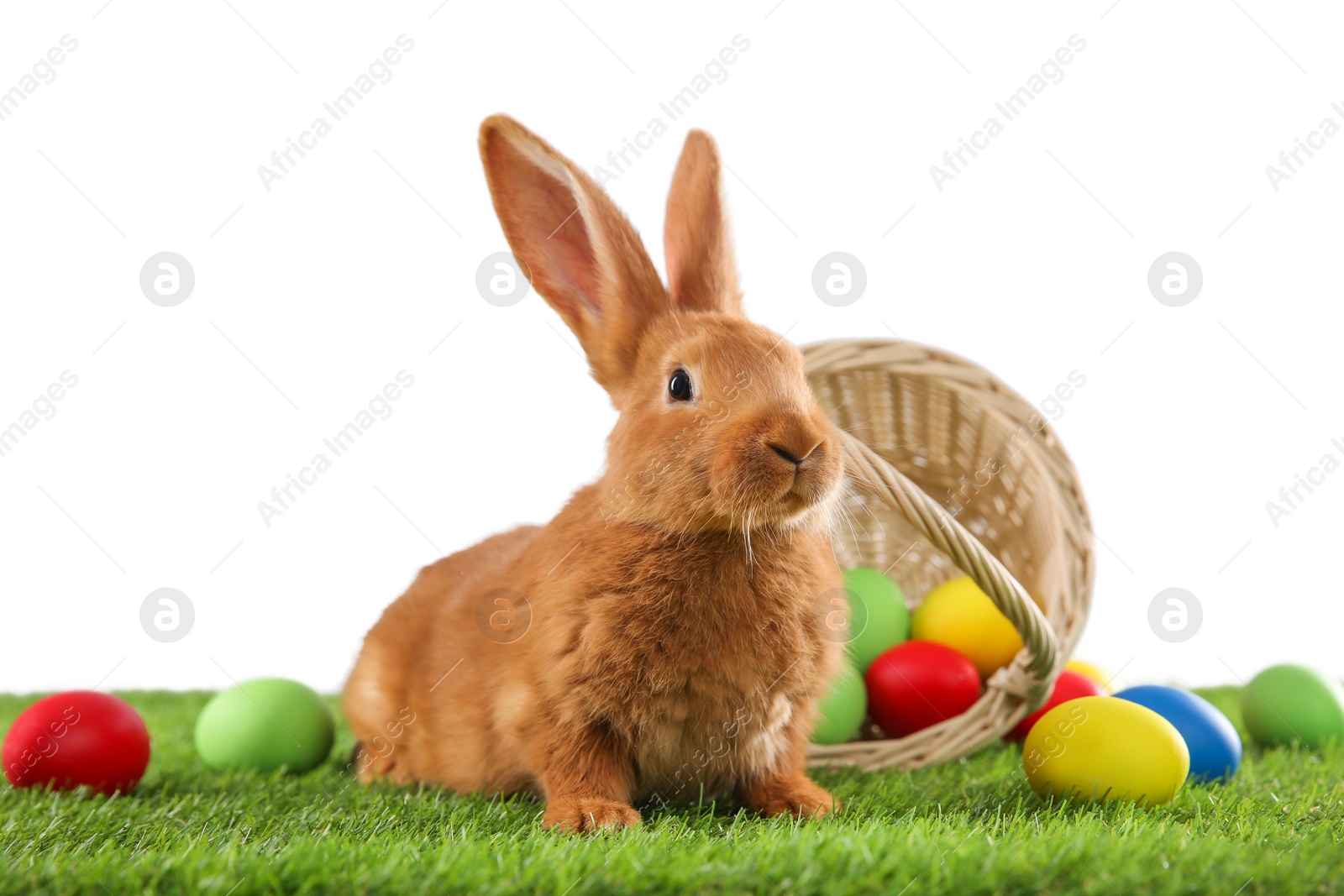 Photo of Cute bunny and Easter eggs on green grass against white background