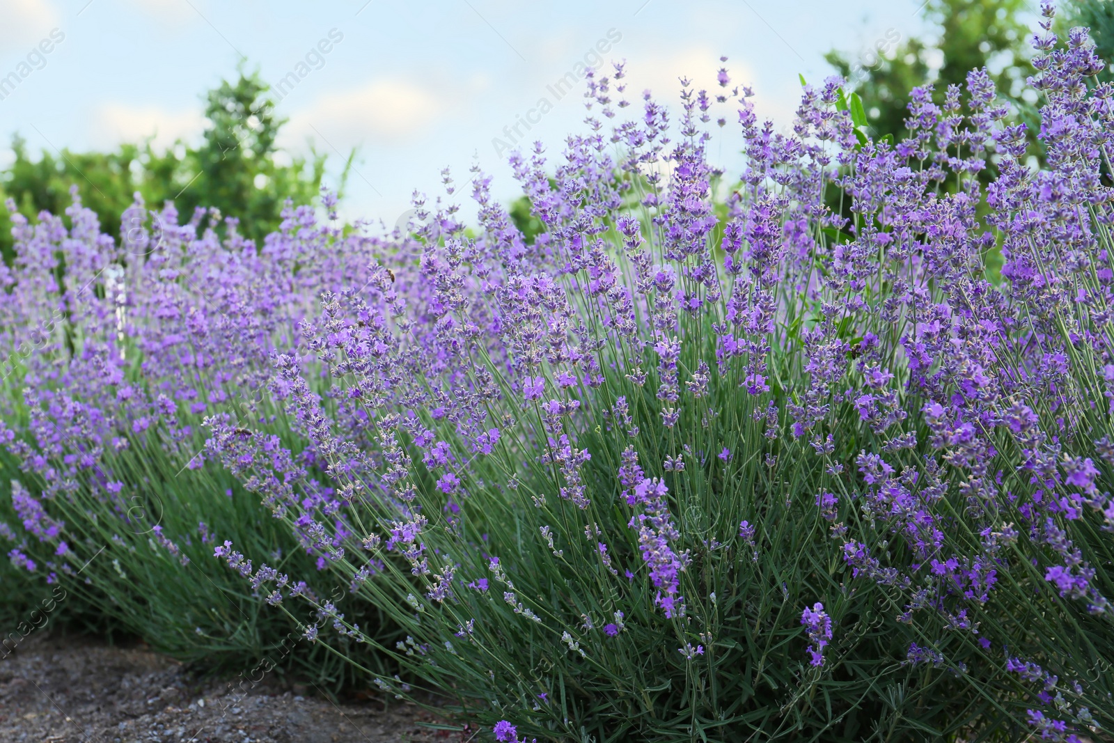 Photo of Beautiful blooming lavender plants growing in field