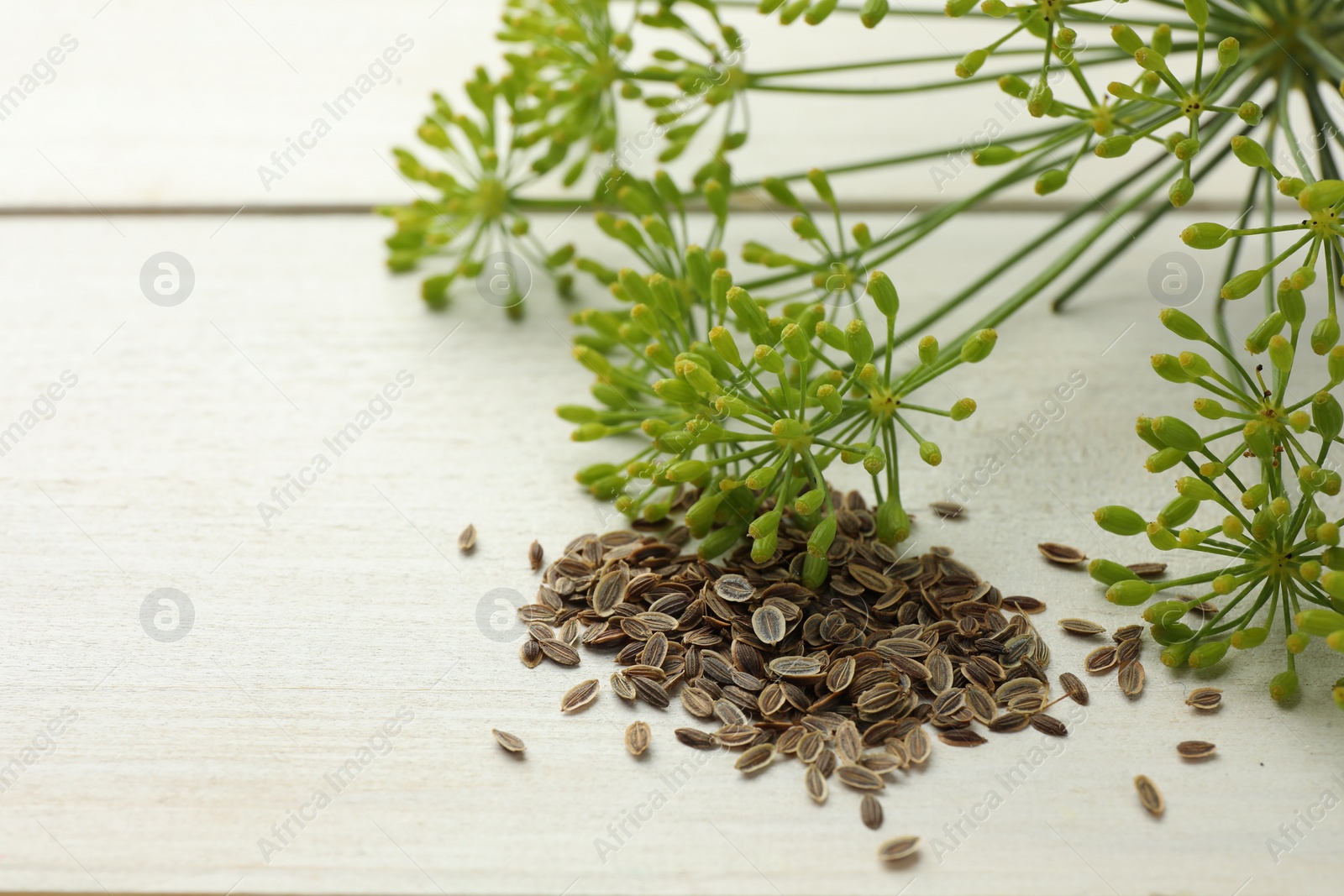 Photo of Dry seeds and fresh dill on white wooden table, closeup. Space for text