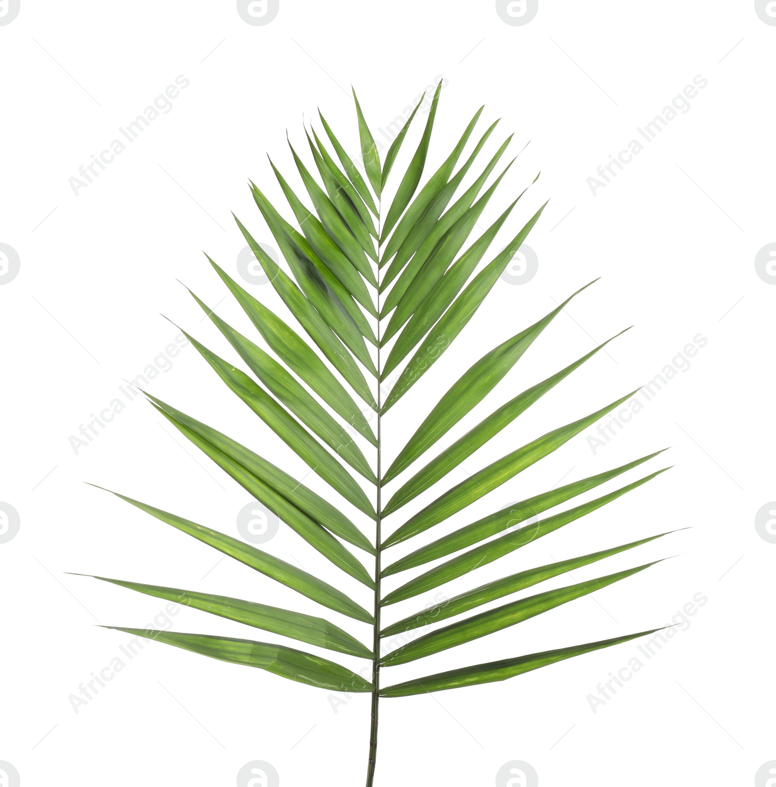 Photo of Fresh green tropical leaf isolated on white