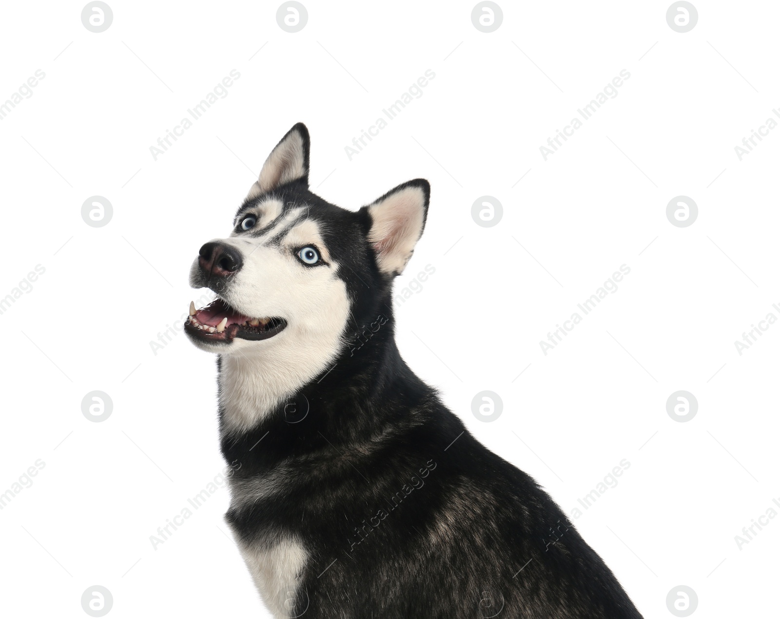 Photo of Cute Siberian Husky dog isolated on white