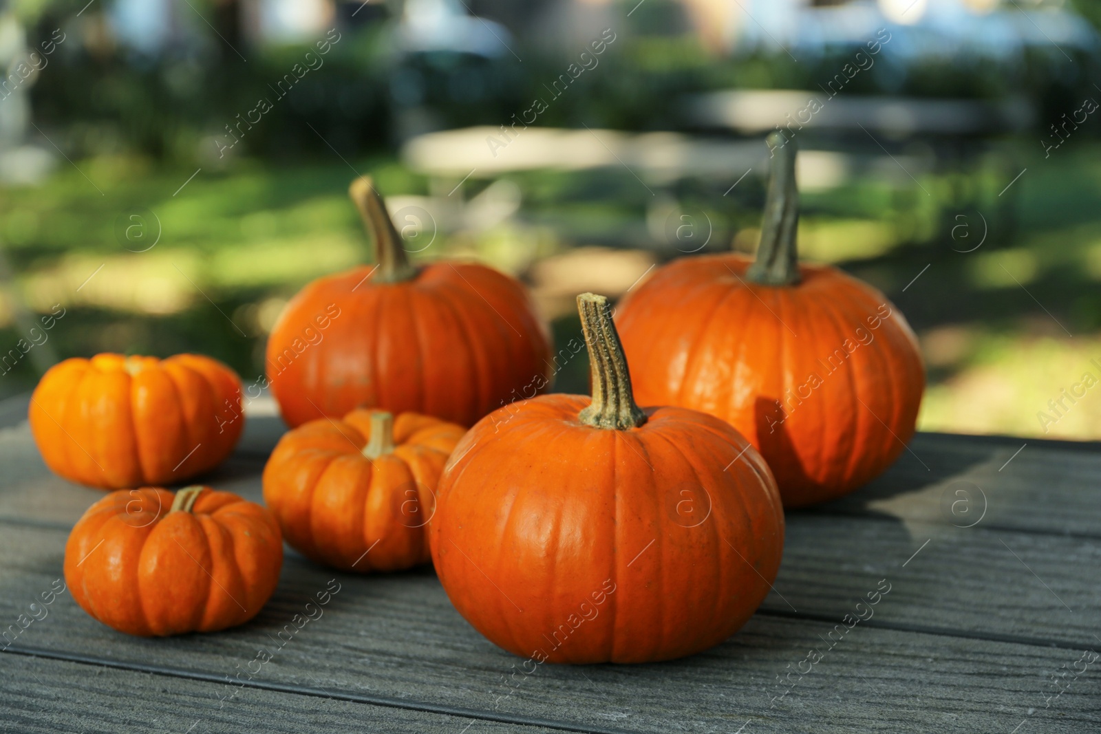 Photo of Many whole ripe pumpkins on wooden table outdoors