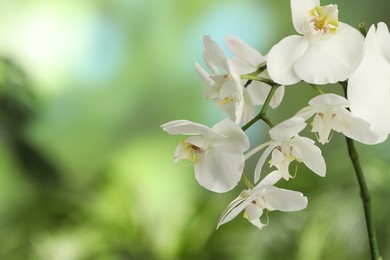 Photo of Branch with beautiful orchid flowers on blurred background, closeup. Space for text