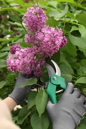 Gardener pruning lilac branch with secateurs outdoors, closeup