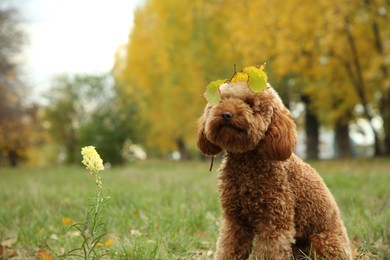 Cute fluffy dog with fallen leaves in park, space for text