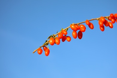 Photo of Branch with ripe fresh goji berries outdoors