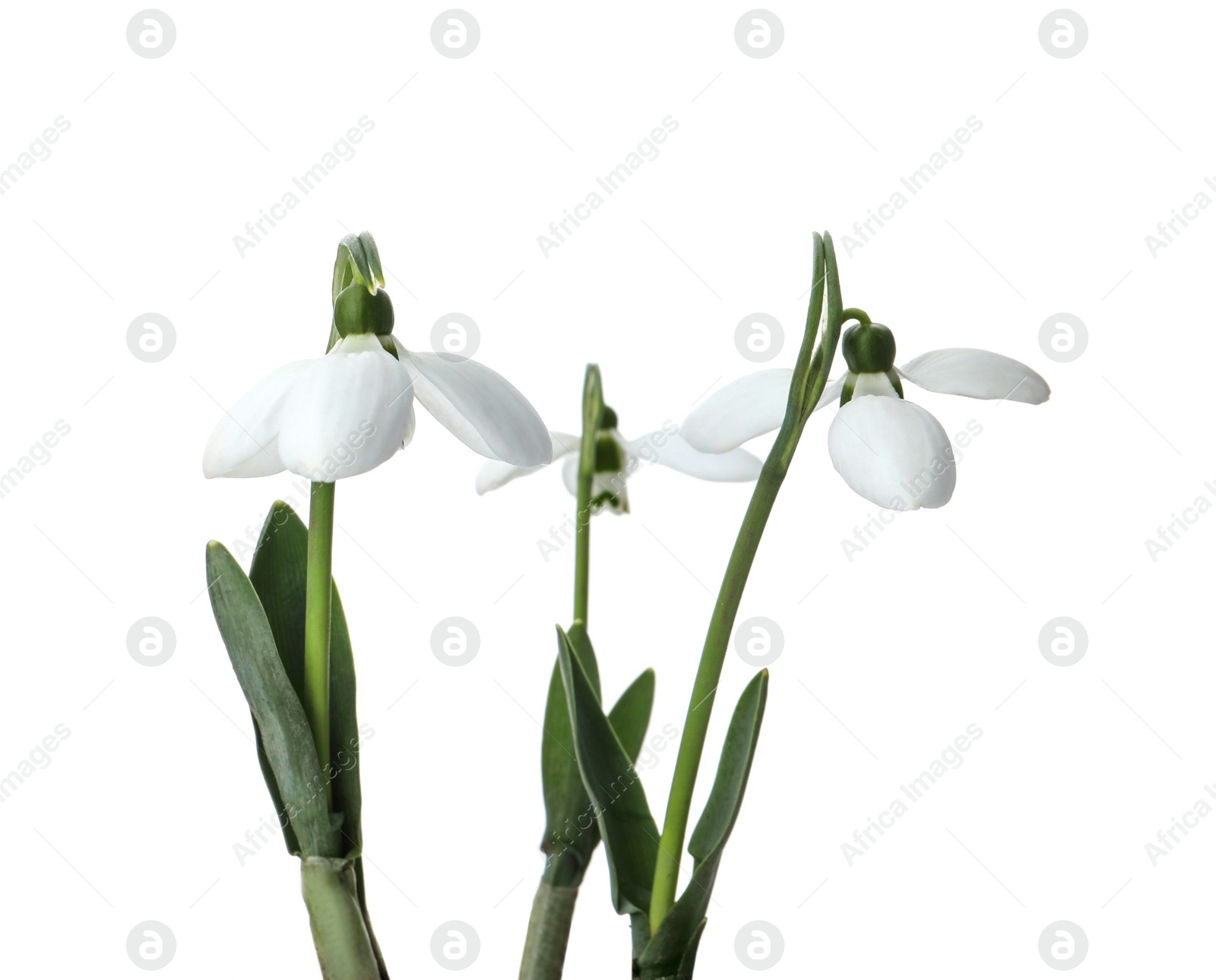 Photo of Beautiful snowdrops isolated on white. Spring flowers