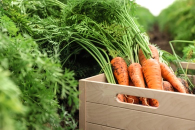 Photo of Wooden crate of fresh ripe carrots on field. Organic farming