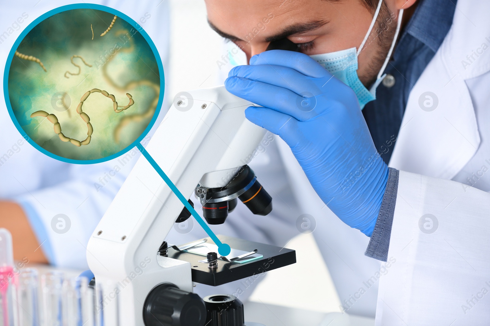 Image of Laboratory worker using modern microscope to examine helminths indoors. Zoomed view on parasitic worms