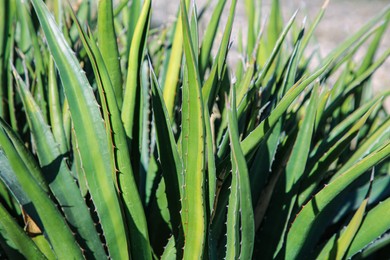 Closeup view of beautiful Agave plant growing outdoors