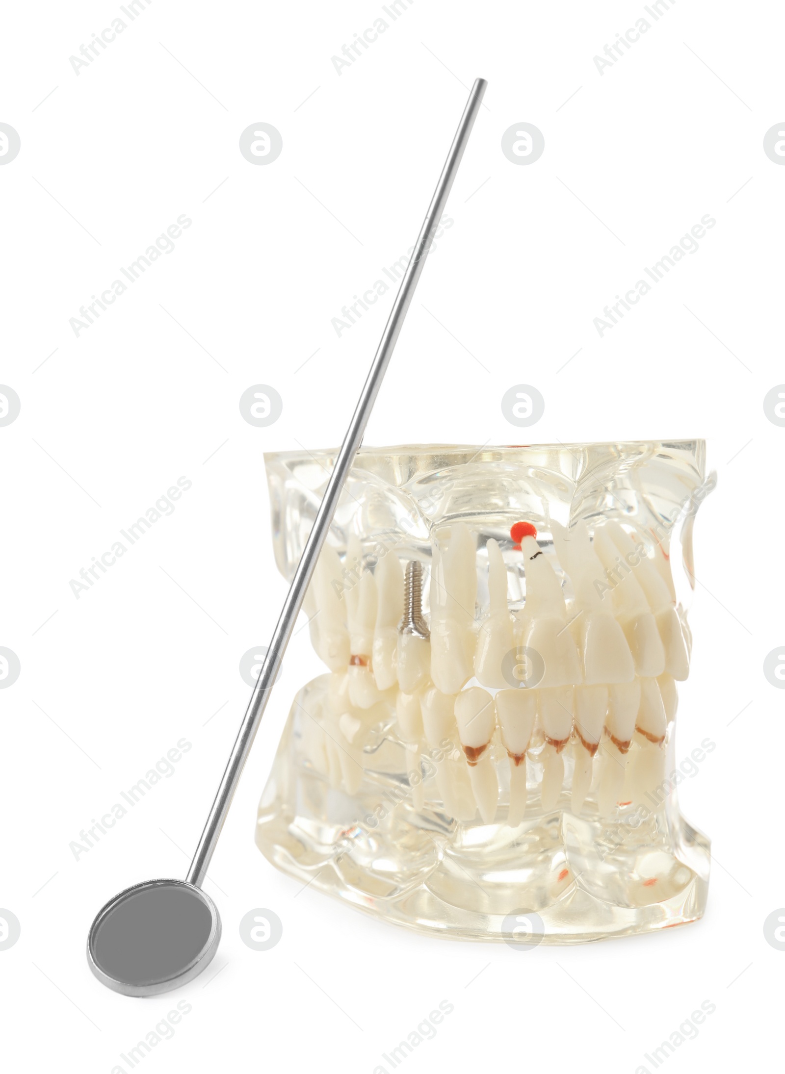 Photo of Educational model of oral cavity with teeth and mouth mirror on white background