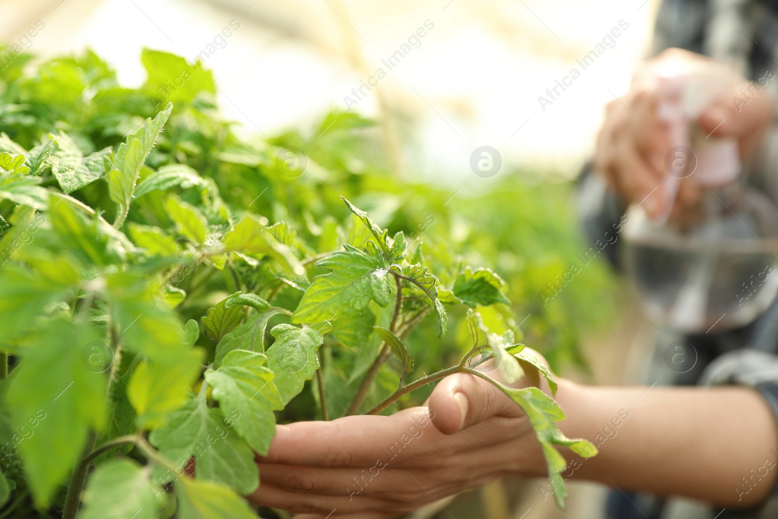 Photo of Woman spraying tomato seedlings with water in greenhouse, closeup