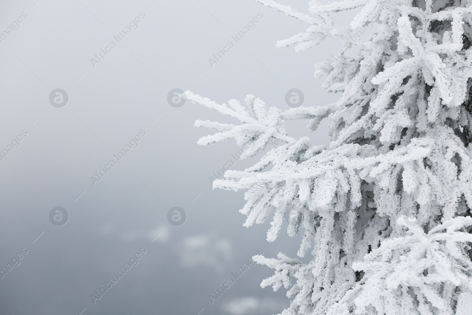 Photo of Beautiful tree branches covered with snow on winter day, closeup. Space for text