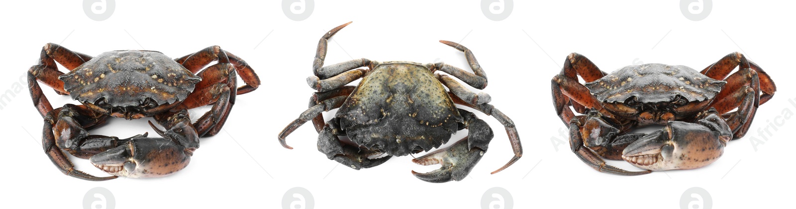 Image of Fresh raw crab isolated on white, set