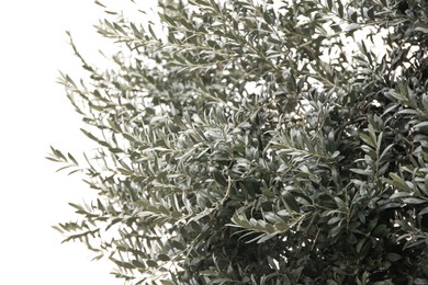 Photo of Beautiful olive tree with green leaves outdoors, closeup