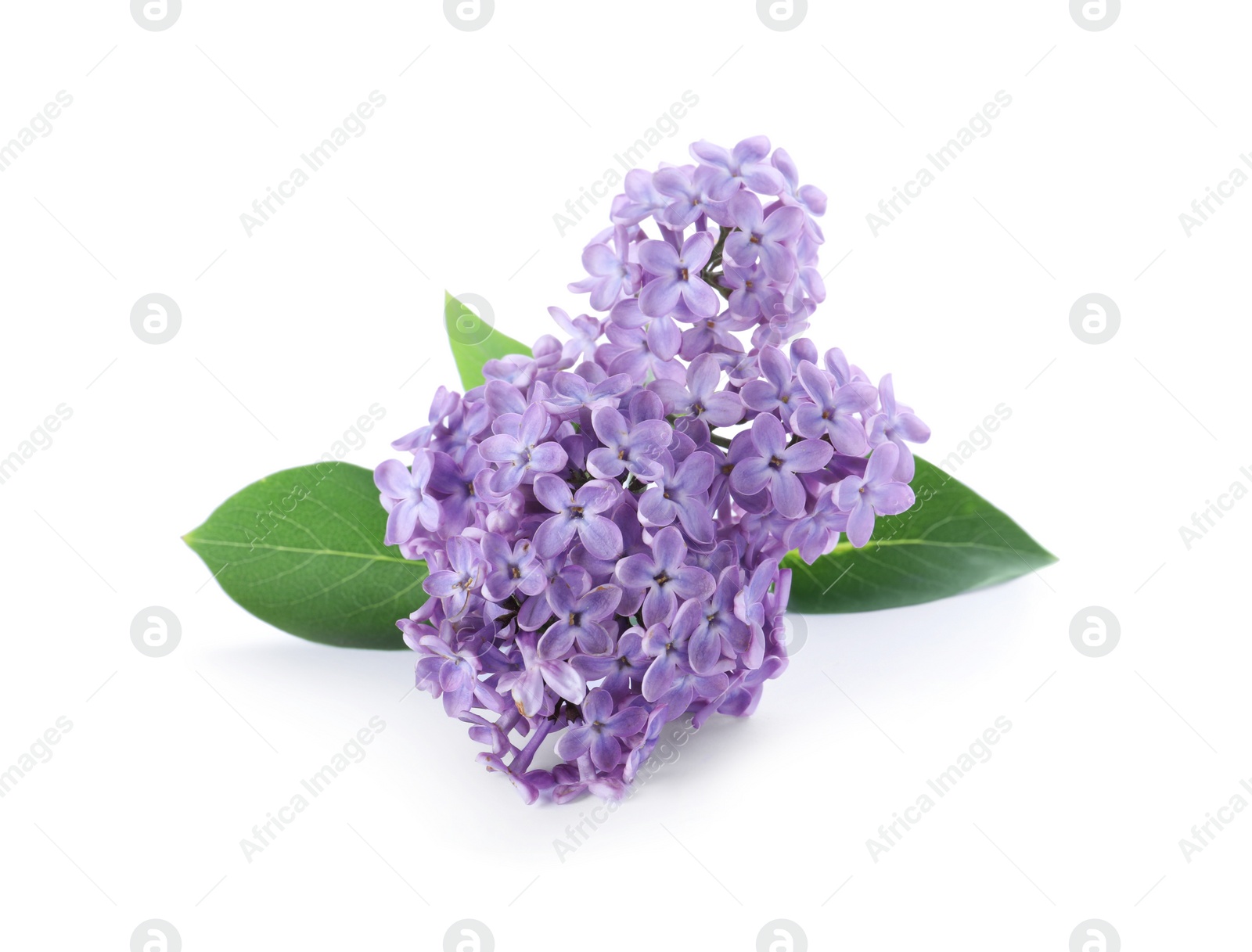 Photo of Beautiful blossoming lilac branch with leaves isolated on white