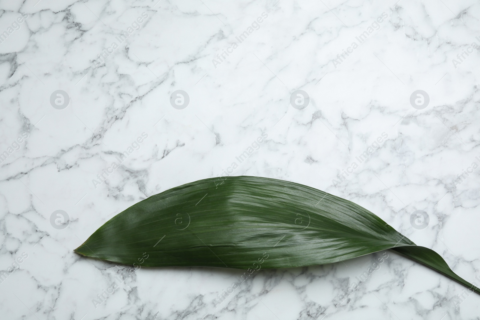 Photo of Leaf of tropical aspidistra plant on marble background, top view with space for text