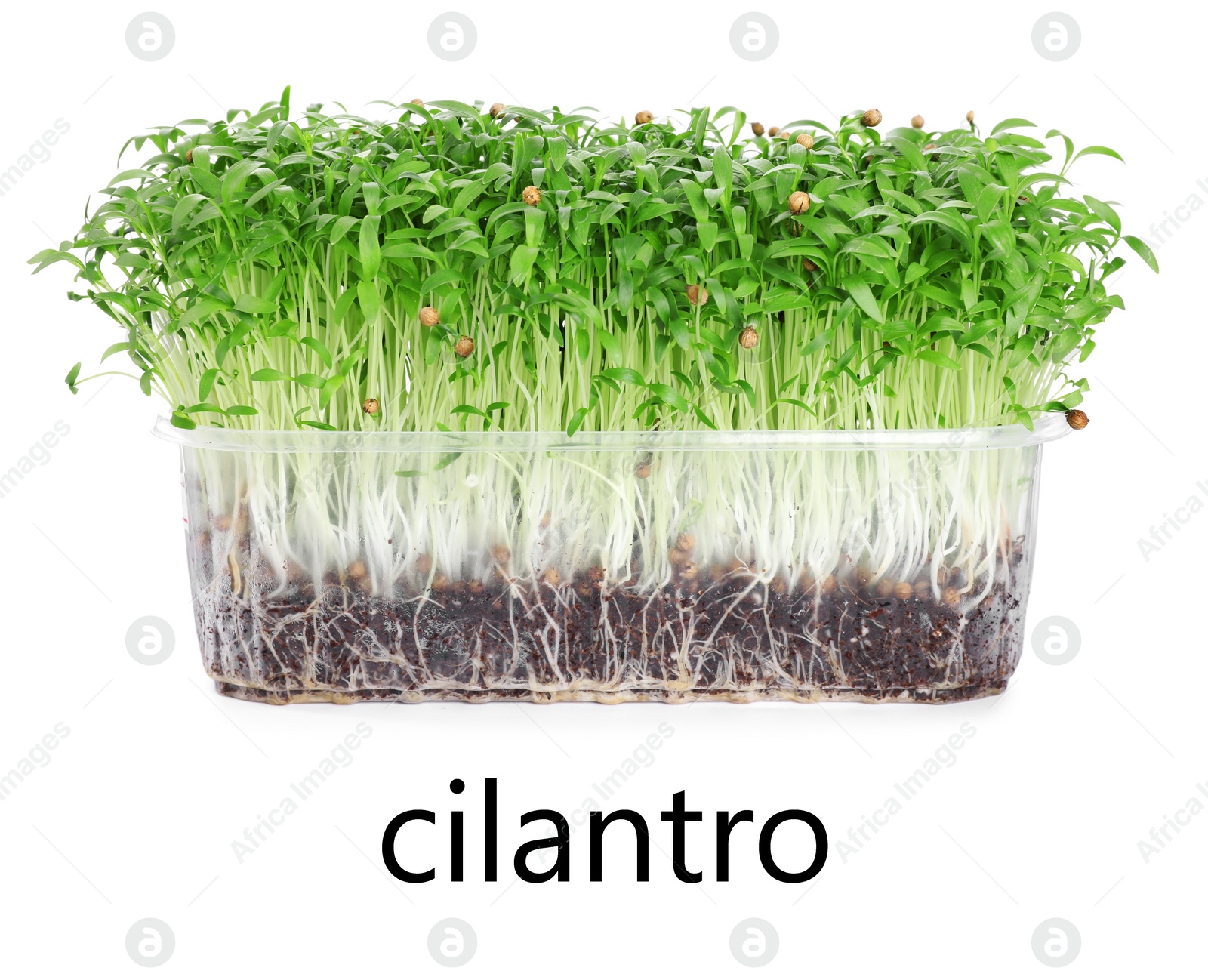 Image of Fresh organic microgreen in plastic container on white background