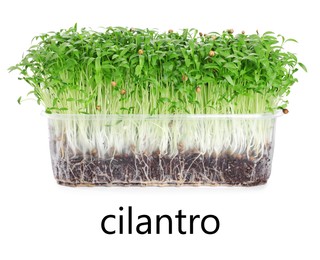 Image of Fresh organic microgreen in plastic container on white background