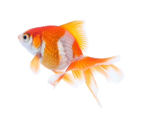 Beautiful bright small goldfish isolated on white