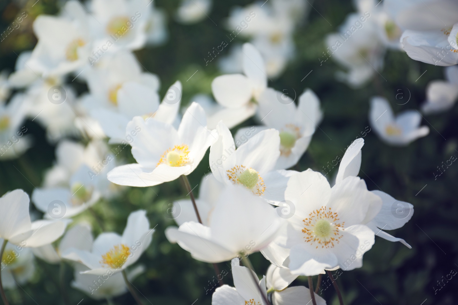 Photo of Beautiful blossoming Japanese anemone flowers outdoors on spring day