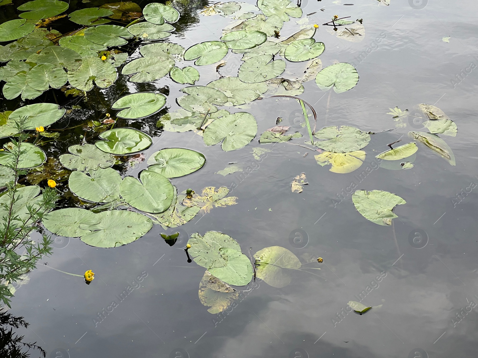 Photo of Many beautiful green lotus leaves in pond