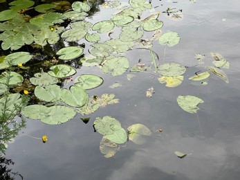 Many beautiful green lotus leaves in pond