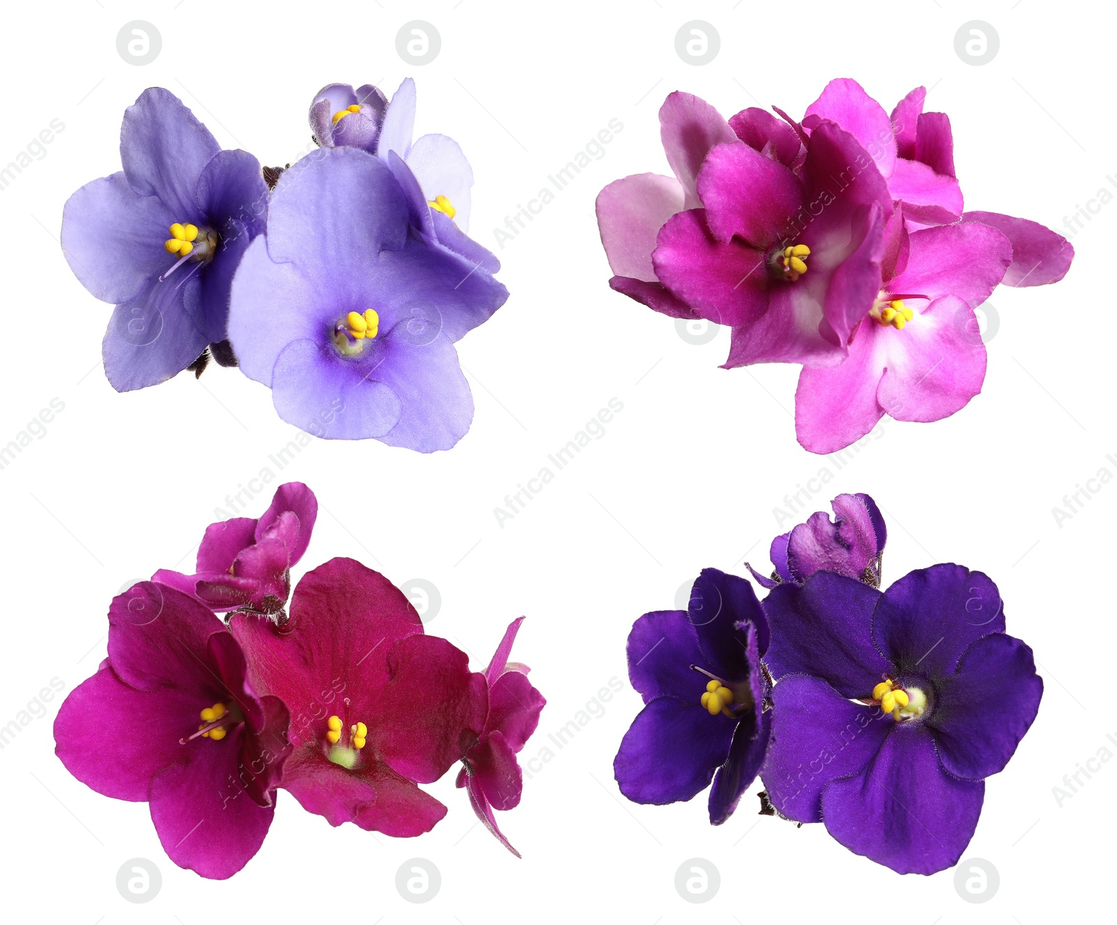 Image of Set with beautiful violet flowers on white background