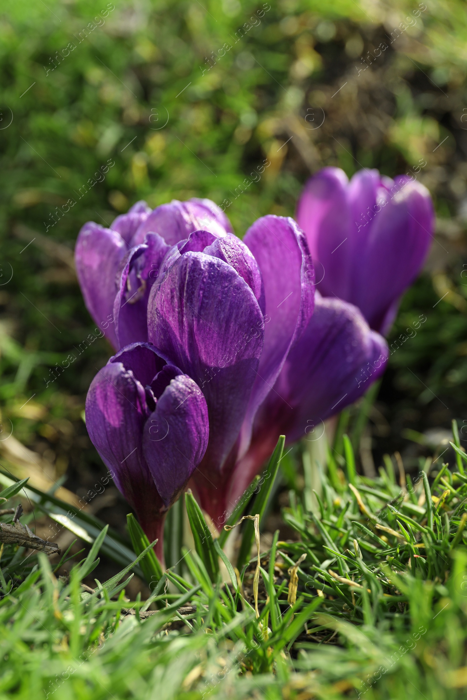 Photo of Beautiful purple crocus flowers growing in garden