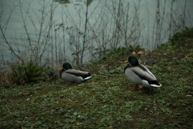 Beautiful ducks on green grass near lake in park