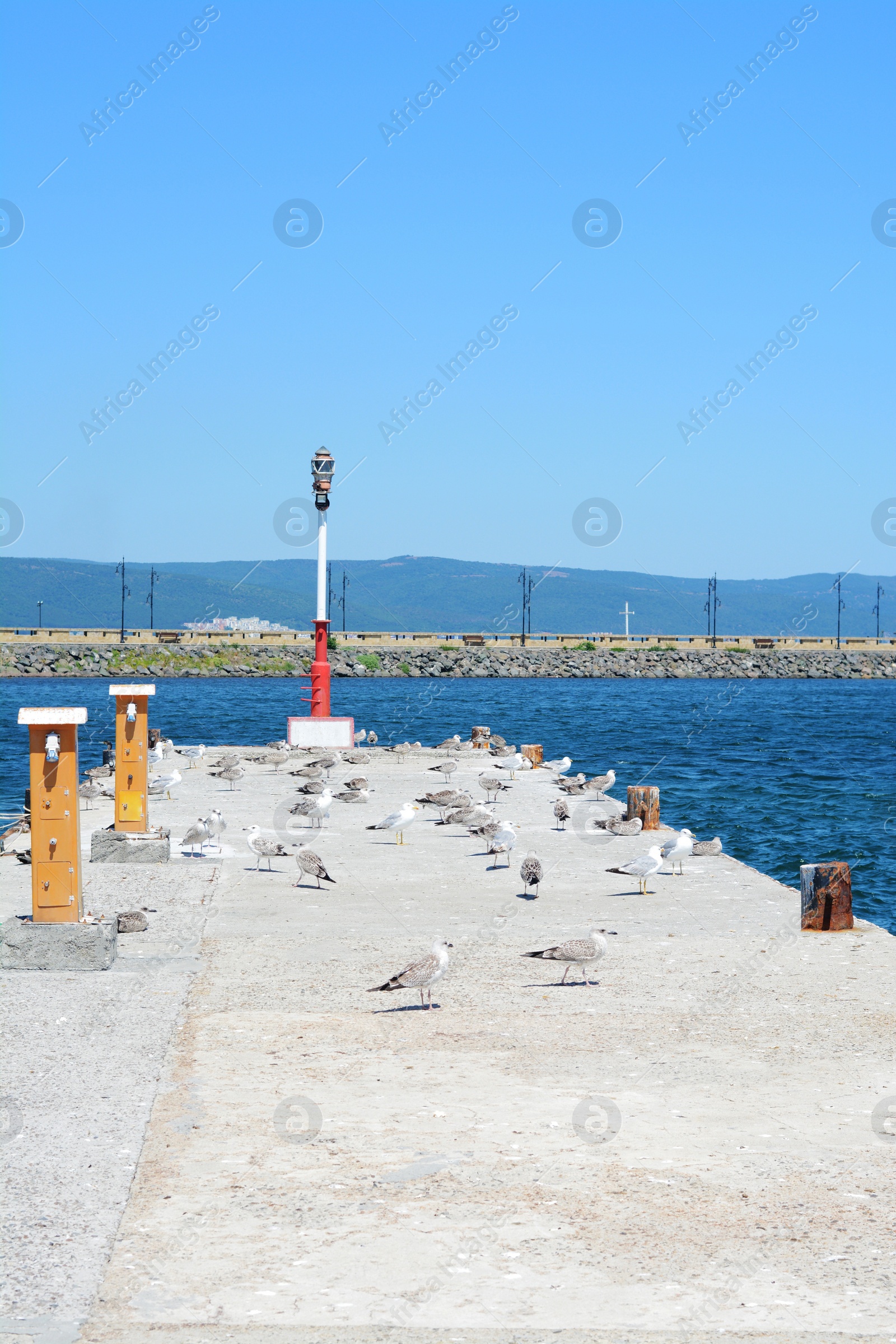 Photo of Seagulls on beautiful concrete pier near sea