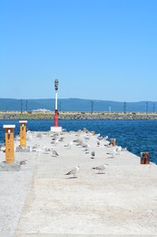 Photo of Seagulls on beautiful concrete pier near sea