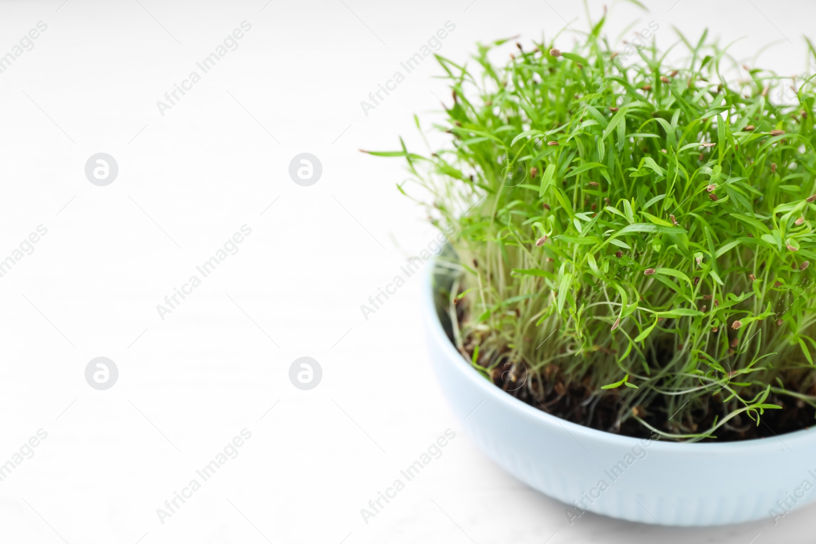 Photo of Fresh organic microgreen in pot on white table, closeup. Space for text