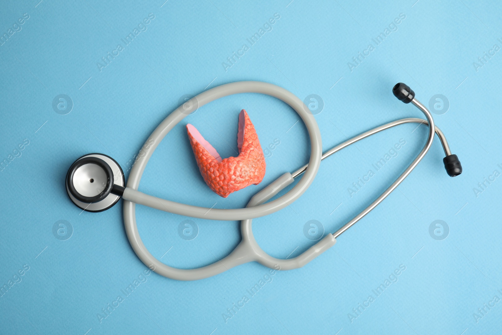 Photo of Plastic model of afflicted thyroid and stethoscope on light blue background, flat lay