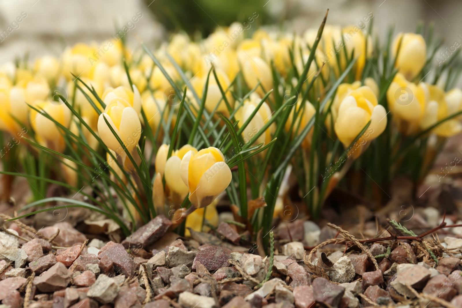 Photo of Beautiful yellow crocus flowers growing in garden