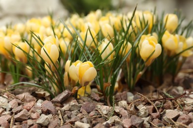 Beautiful yellow crocus flowers growing in garden