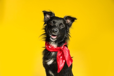 Cute black dog with neckerchief on yellow background