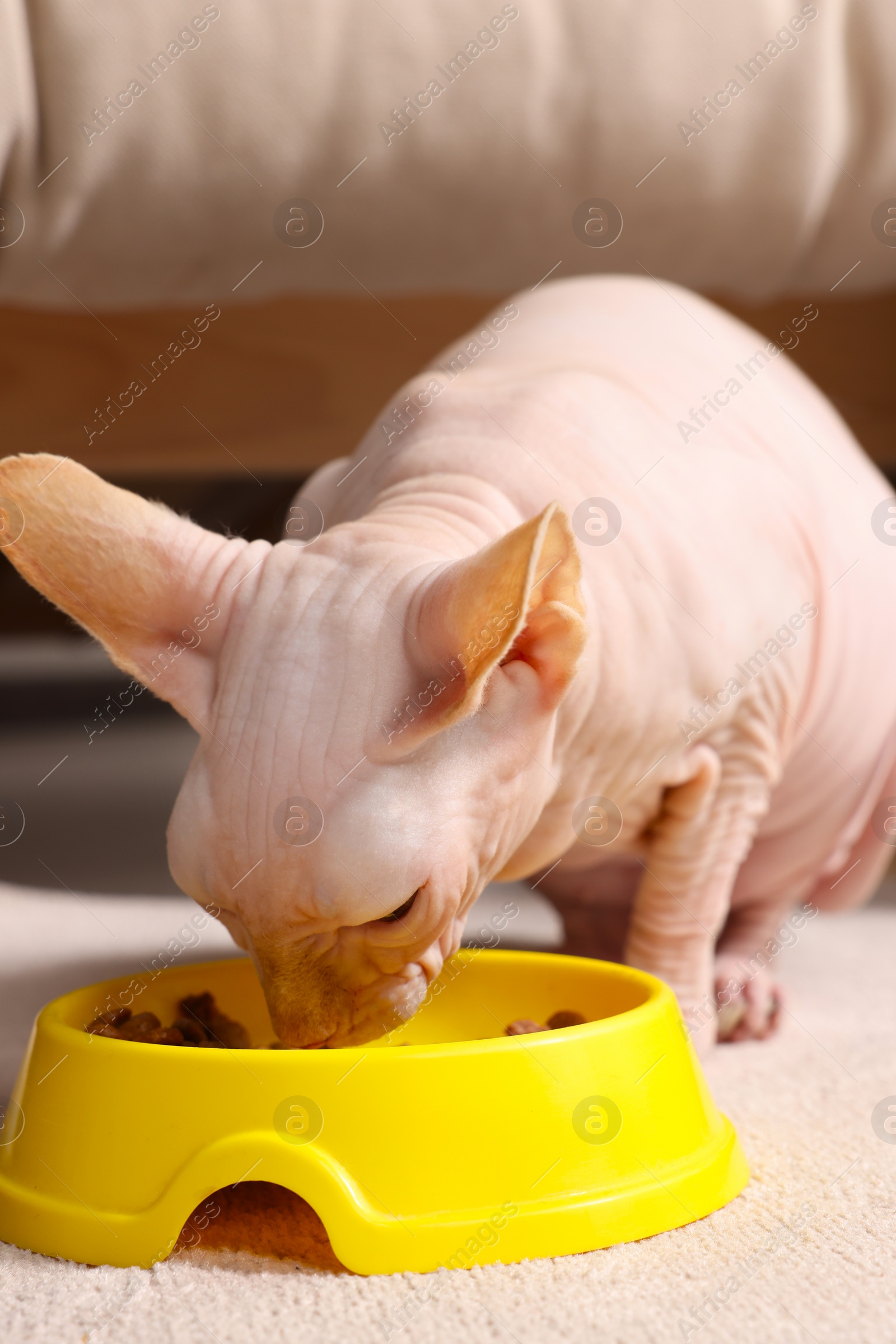 Photo of Cute Sphynx cat eating pet food from feeding bowl at home