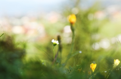 Photo of Green meadow with wild flowers on summer day, closeup