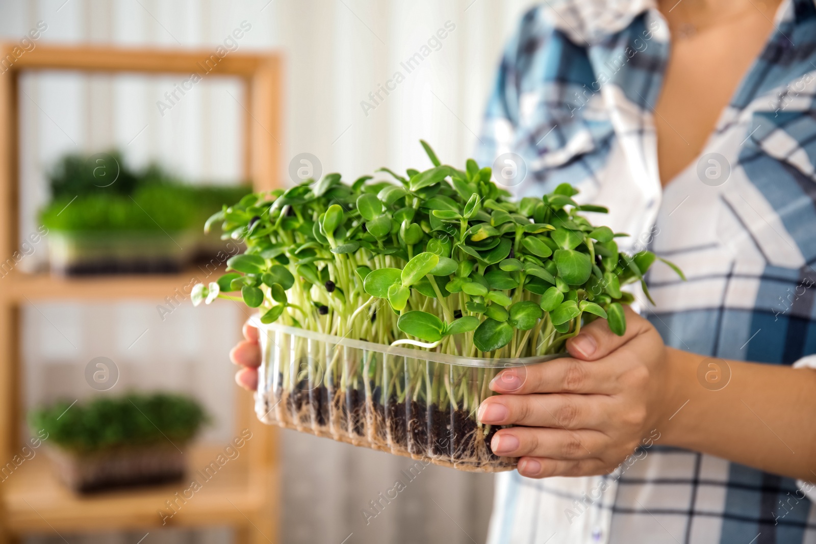 Photo of Woman holding fresh microgreen indoors, closeup of hands