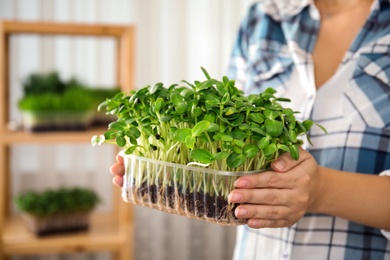 Woman holding fresh microgreen indoors, closeup of hands