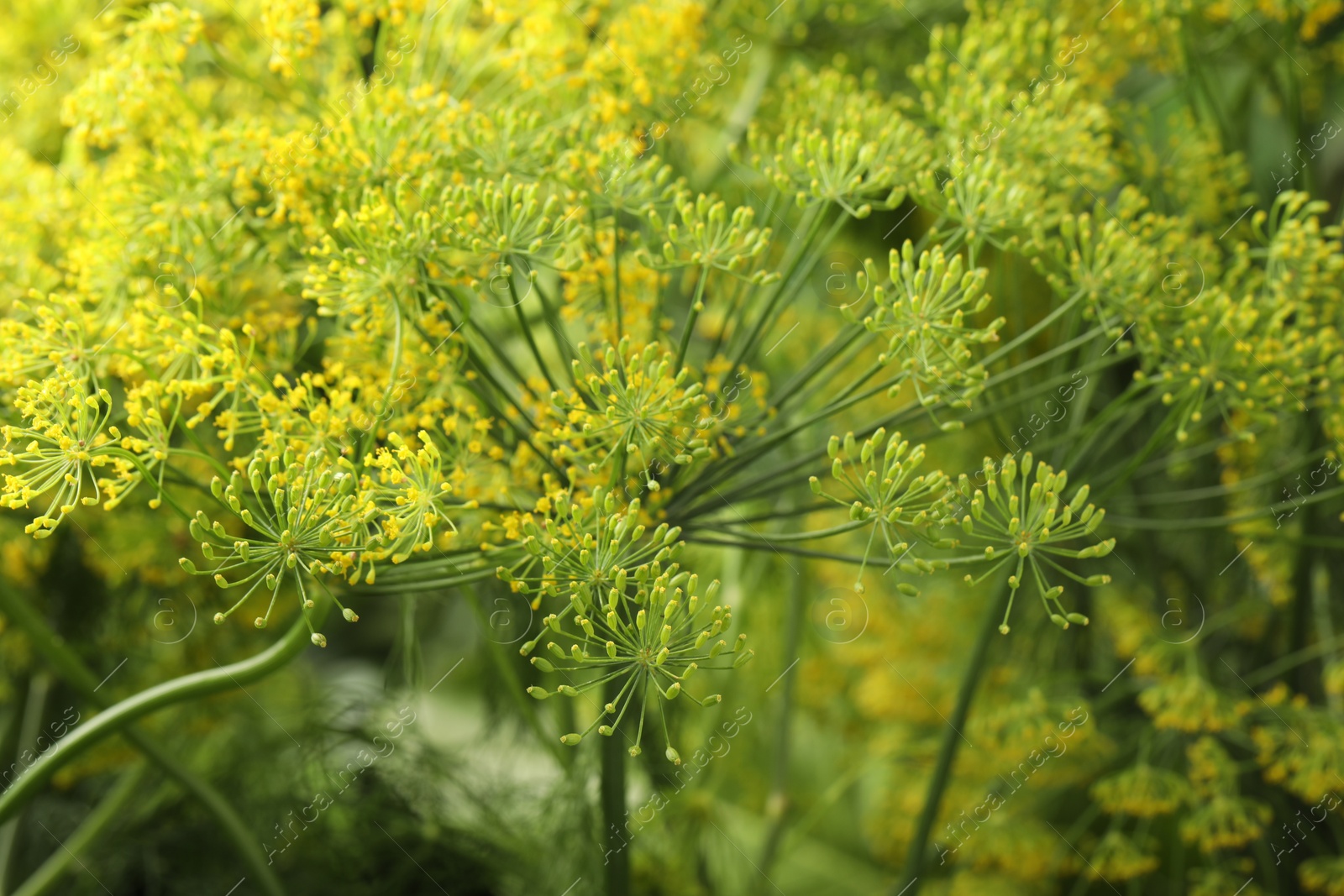 Photo of Fresh green dill flower on blurred background, closeup