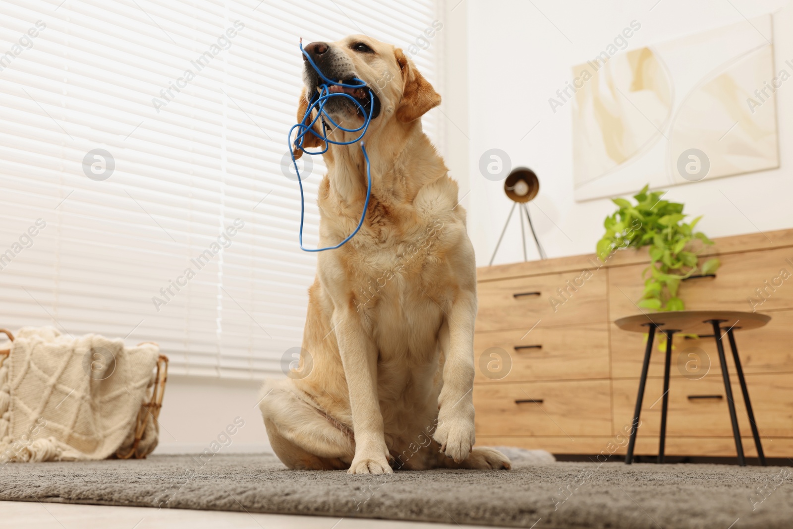 Photo of Naughty Labrador Retriever dog chewing damaged electrical wire at home, low angle view