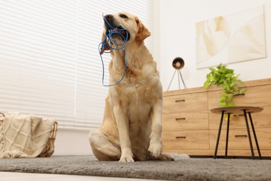 Naughty Labrador Retriever dog chewing damaged electrical wire at home, low angle view
