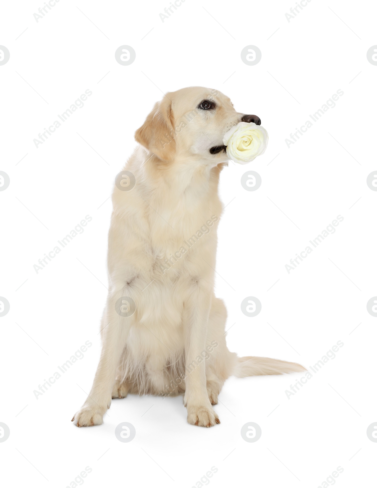 Photo of Cute Labrador Retriever with beautiful rose flower on white background