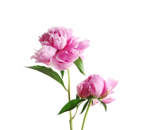 Beautiful fragrant peony flowers on white background