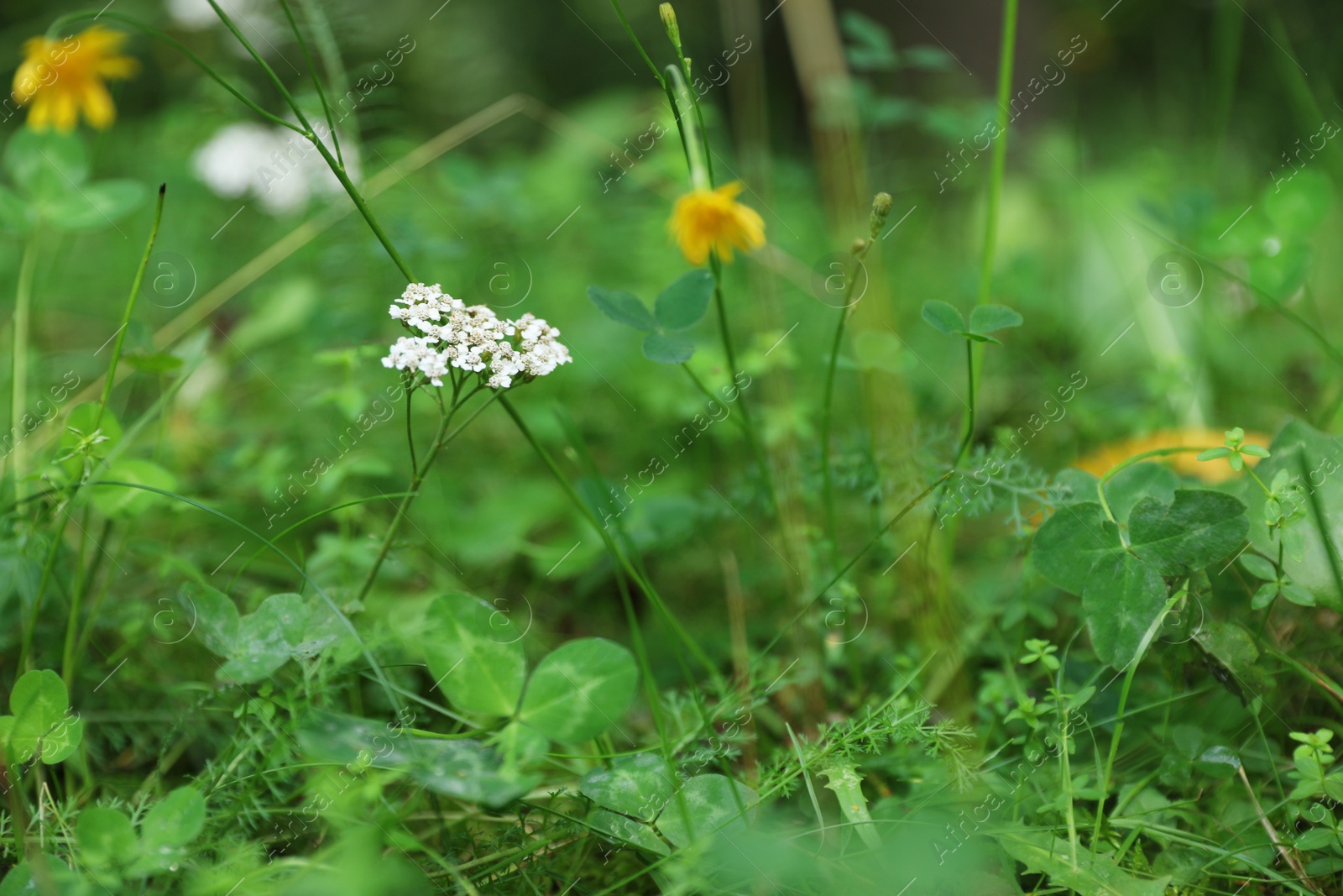 Photo of Green meadow with blooming wild flowers, closeup